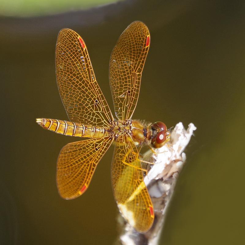 Photo of Eastern Amberwing