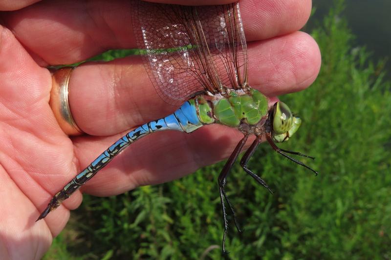 Photo of Common Green Darner