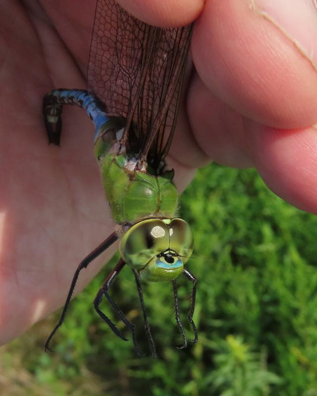 Photo of Common Green Darner