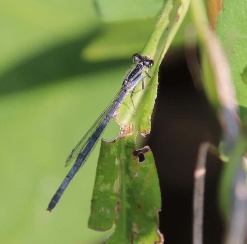 Photo of Eastern Forktail