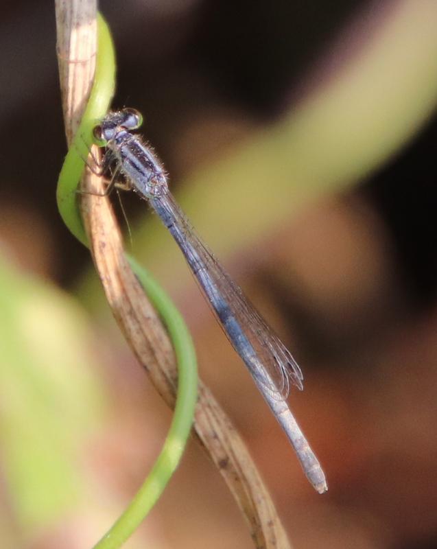 Photo of Eastern Forktail