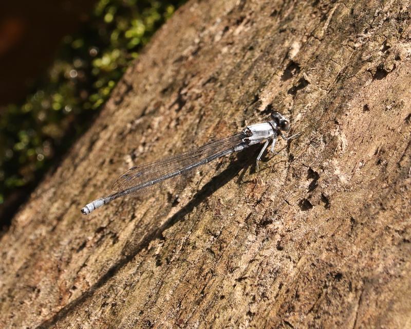 Photo of Powdered Dancer