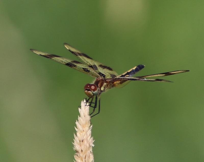 Photo of Halloween Pennant