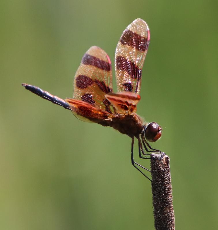 Photo of Halloween Pennant