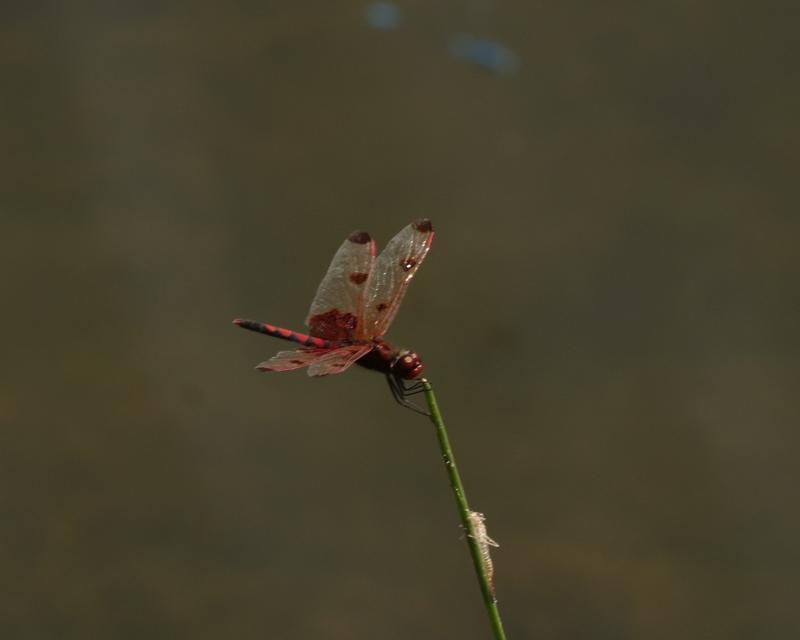 Photo of Calico Pennant