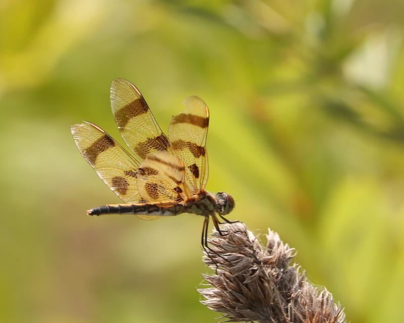 Photo of Halloween Pennant