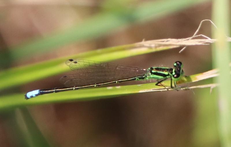 Photo of Eastern Forktail