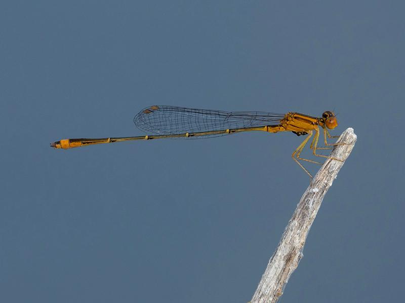 Photo of Orange Bluet