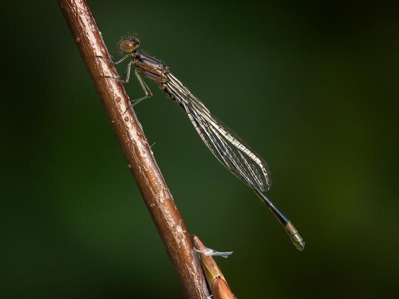 Photo of Skimming Bluet