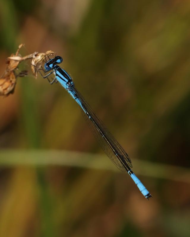 Photo of Azure Bluet