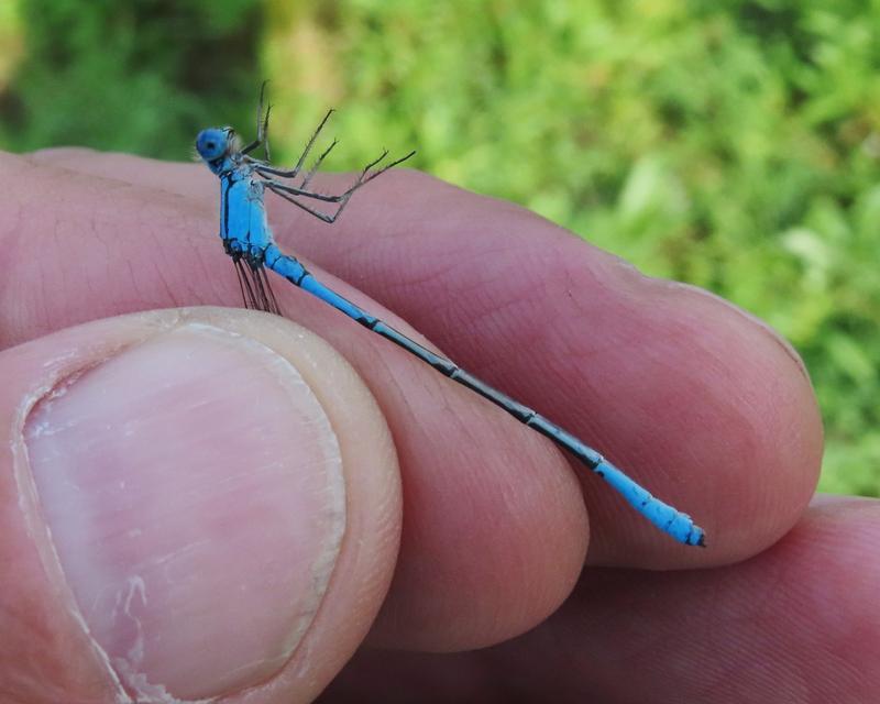 Photo of Azure Bluet