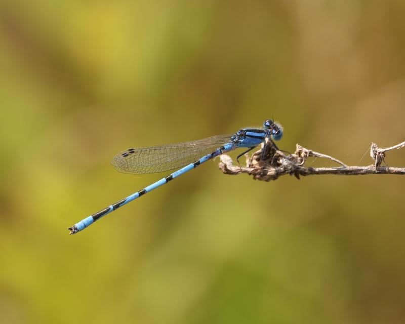 Photo of Familiar Bluet