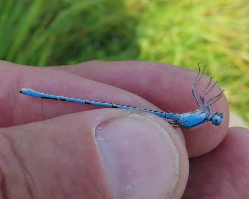 Photo of Familiar Bluet