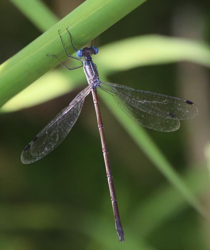 Photo of Slender Spreadwing