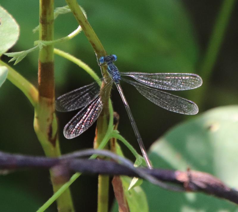 Photo of Slender Spreadwing