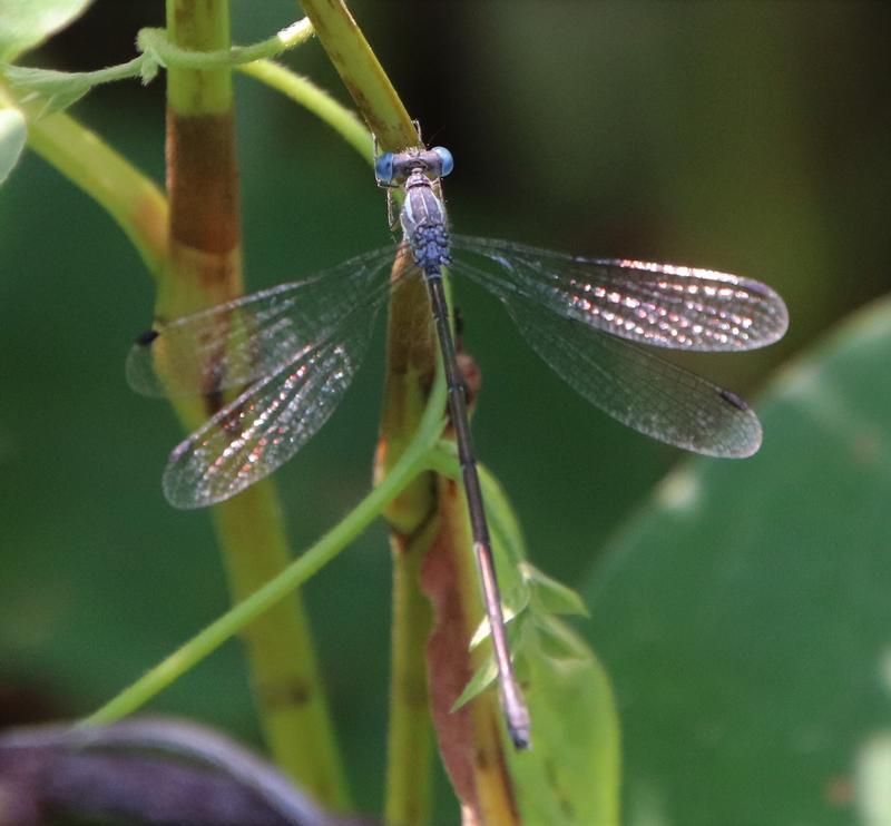 Photo of Slender Spreadwing