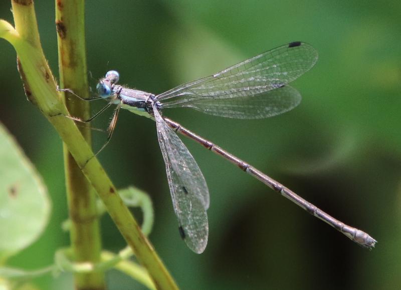 Photo of Slender Spreadwing