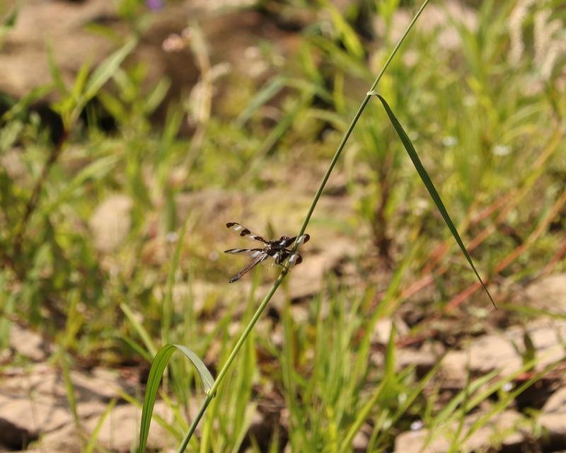 Photo of Twelve-spotted Skimmer