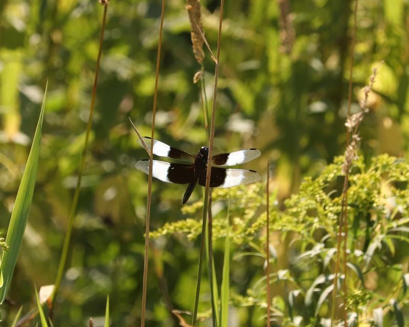 Photo of Widow Skimmer