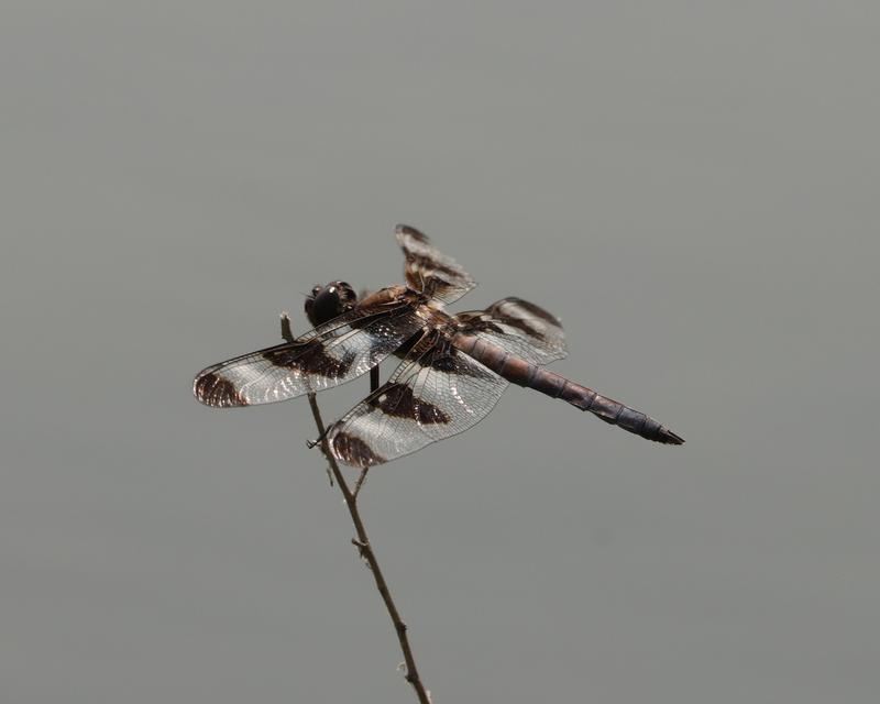 Photo of Twelve-spotted Skimmer