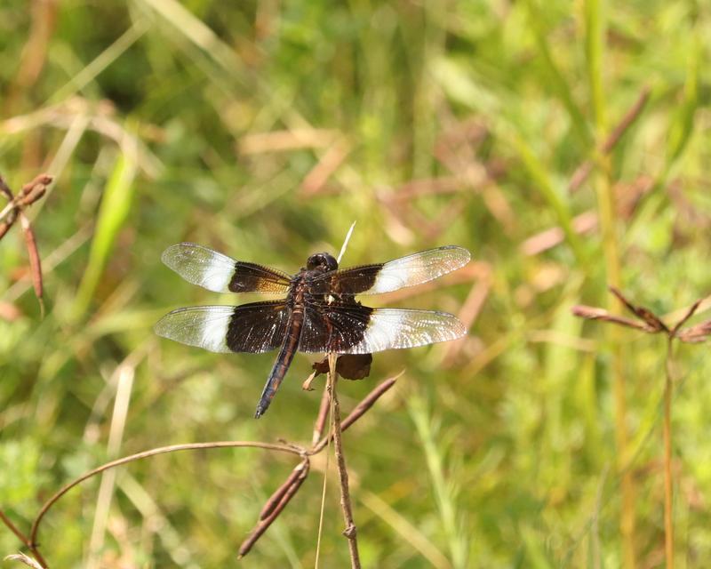 Photo of Widow Skimmer