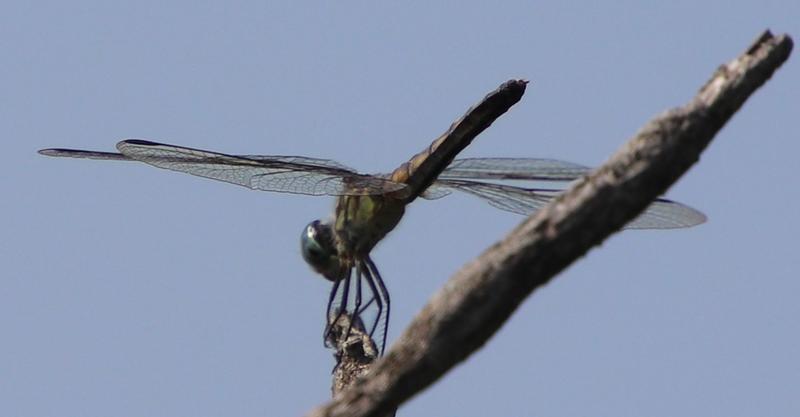 Photo of Blue Dasher