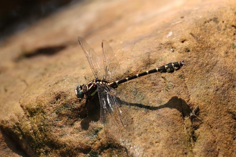 Photo of Zebra Clubtail