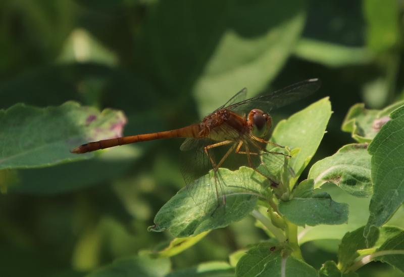 Photo of Autumn Meadowhawk