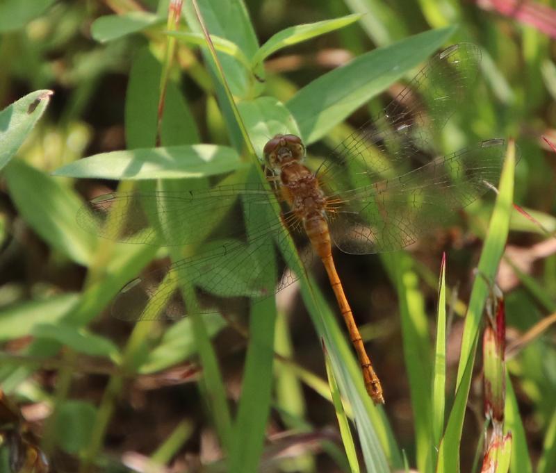 Photo of Autumn Meadowhawk