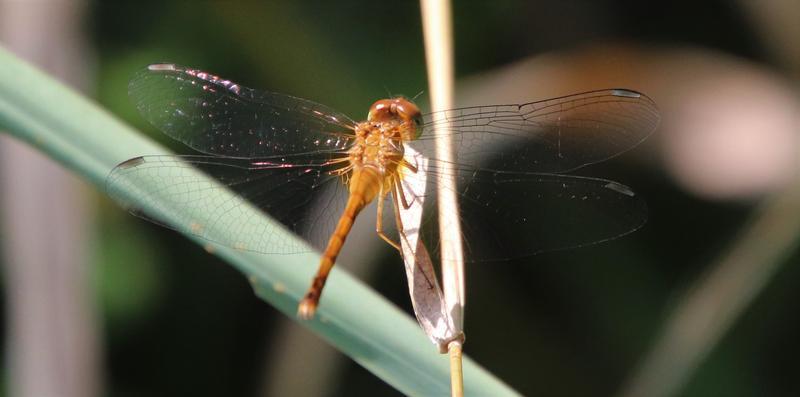 Photo of Autumn Meadowhawk