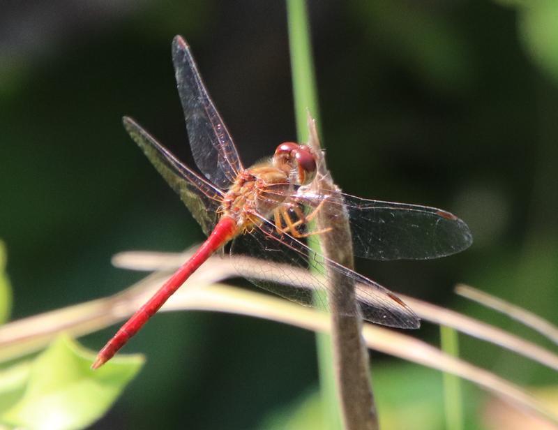 Photo of Autumn Meadowhawk