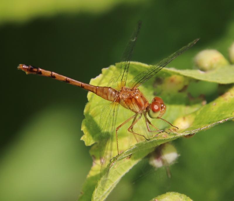 Photo of Autumn Meadowhawk