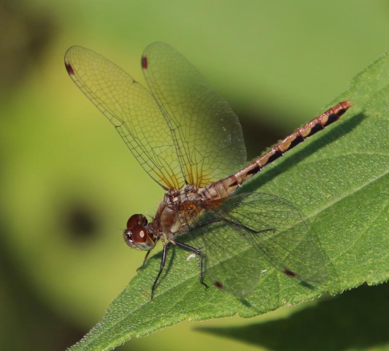 Photo of White-faced Meadowhawk