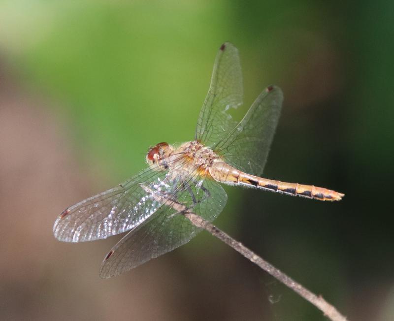 Photo of White-faced Meadowhawk