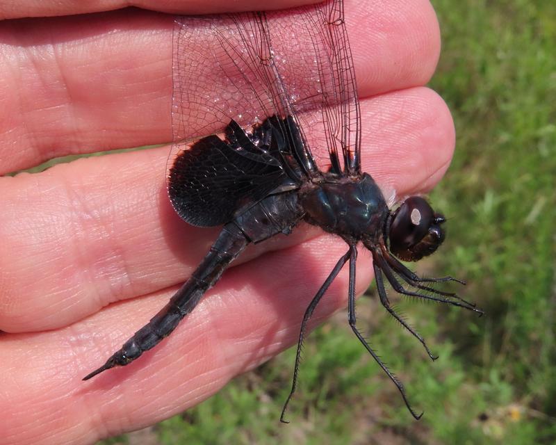 Photo of Black Saddlebags