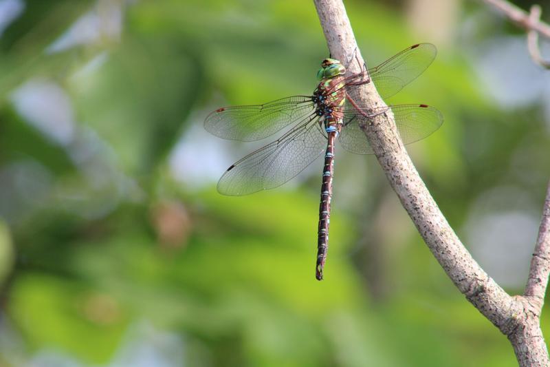 Photo of Shadow Darner