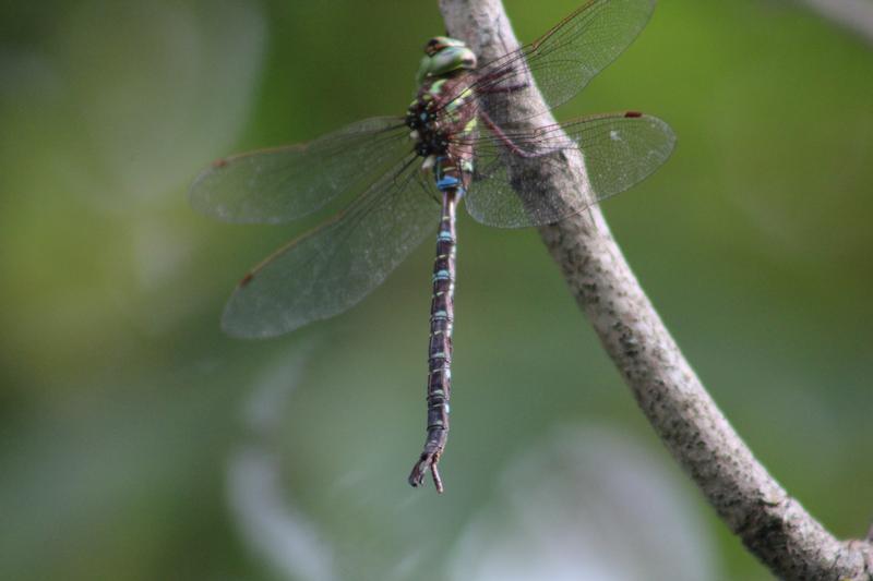 Photo of Shadow Darner