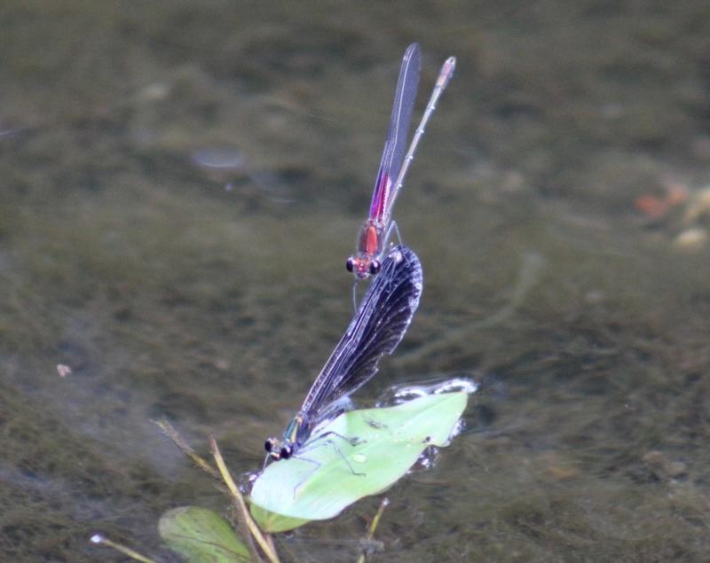 Photo of American Rubyspot