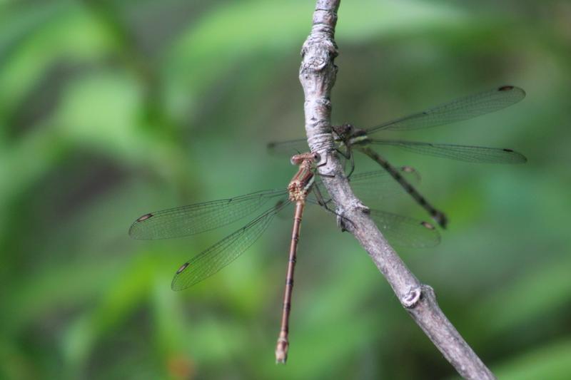 Photo of Great Spreadwing