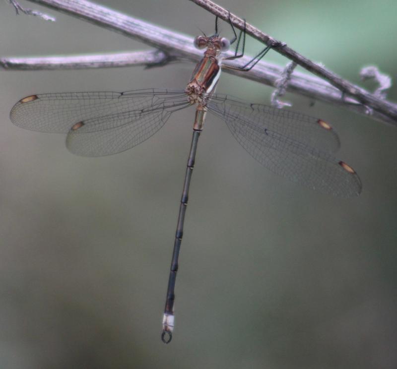 Photo of Great Spreadwing