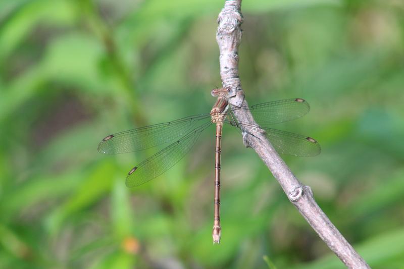 Photo of Great Spreadwing