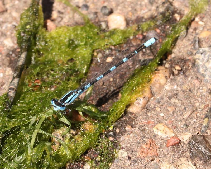Photo of Tule Bluet