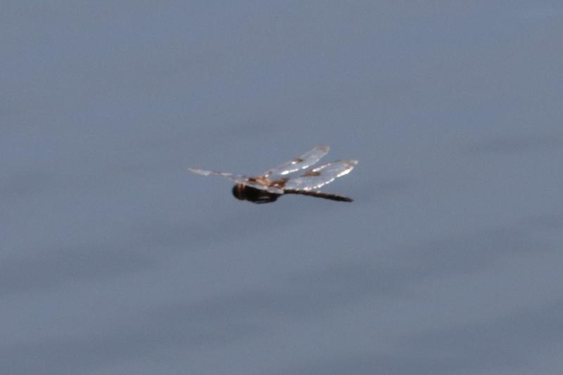 Photo of Prince Baskettail