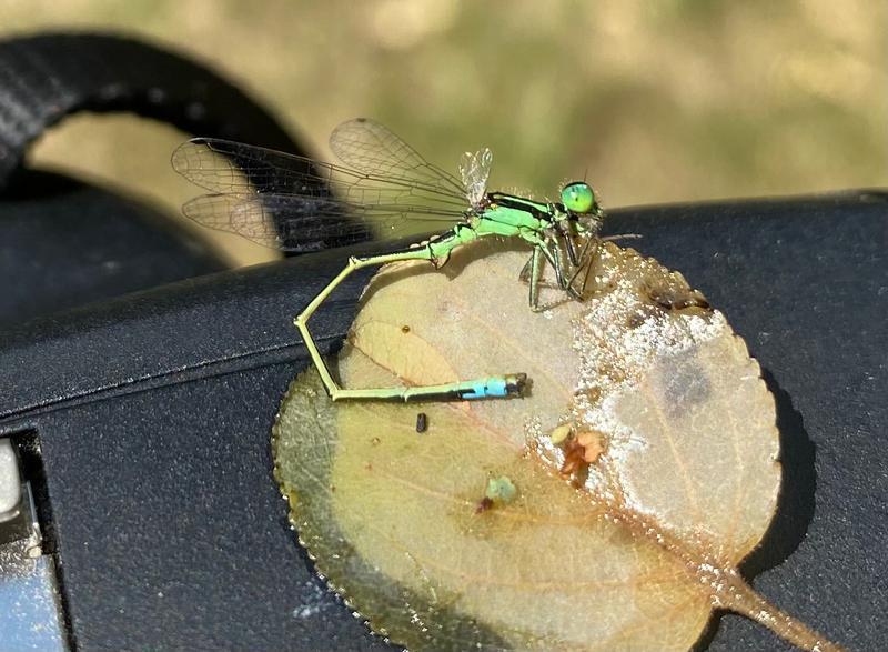 Photo of Eastern Forktail