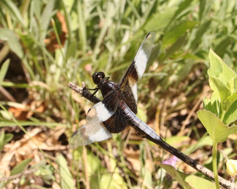 Photo of Widow Skimmer
