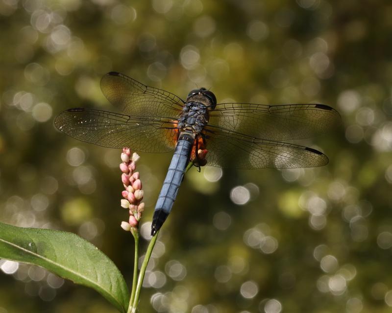 Photo of Blue Dasher