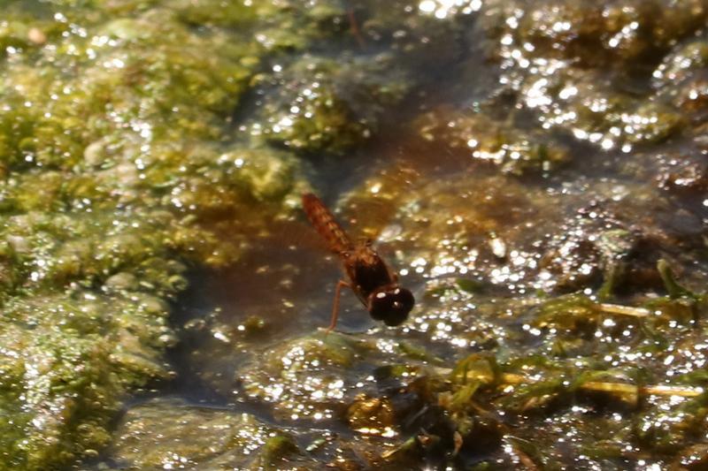 Photo of Eastern Amberwing