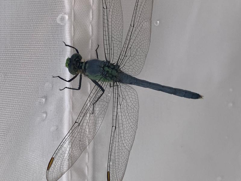 Photo of Eastern Pondhawk