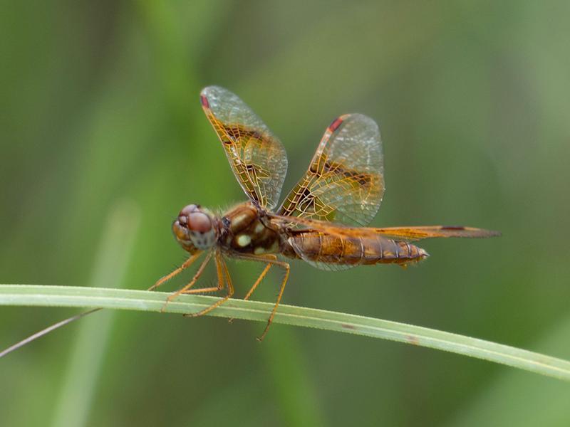 Photo of Eastern Amberwing