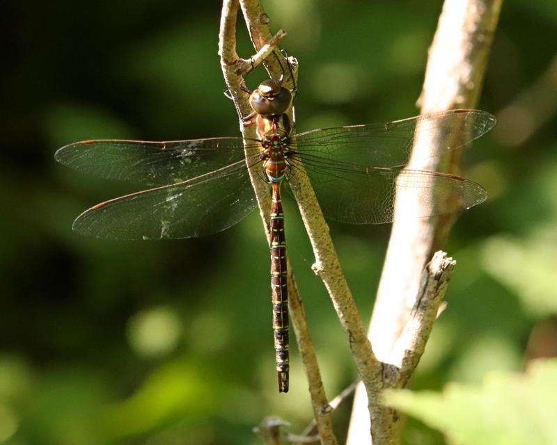 Photo of Shadow Darner